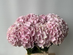 Hydrangea Verena 60cm 12-14cm Hd