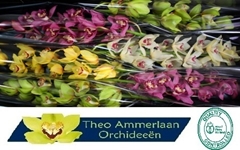 Cymbidium Mix 80cm