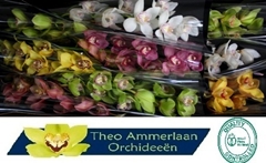 Cymbidium Mix 60cm