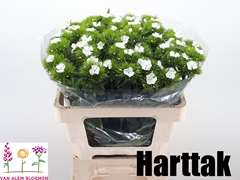 Dianthus Barb Sweet Will White 50cm