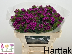 Dianthus Barb Sweet Will Magenta Bicolour 50cm