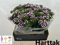 Dianthus Barb Sweet Will Bicolour 45cm