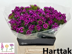 Dianthus Barb Sweet Will Magenta Bicolour 45cm