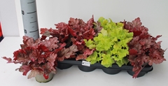 Heuchera Indian Summer Mix 12Ø 23cm