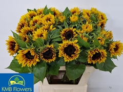 Helianthus Ziggy 80cm 15cm Hd