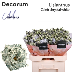Eustoma Double Painted Celeb Ice Chrystal 70cm