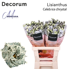 Eustoma Double Painted Celeb Ice Chrystal 70cm