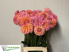 Dahlia Linda's Baby 60cm