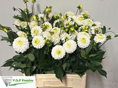 Dahlia Caro 65cm
