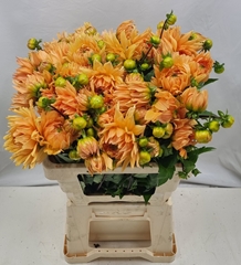 Dahlia Vrouwe Jacoba 65cm