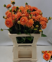 Dahlia Sylvia 65cm