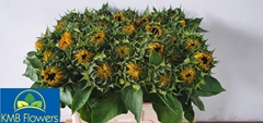 Helianthus Sunrich Orange 60cm