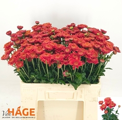 Chrysanth Spray Blenda Red 55cm 70gr.