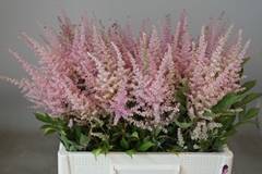 Astilbe Erika 60cm
