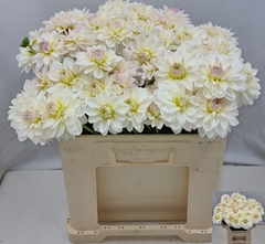 Dahlia White Onesta 60cm