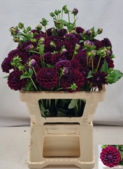 Dahlia Gipsy Night 50cm