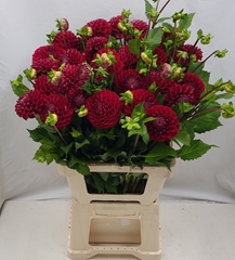 Dahlia Cornel 70cm