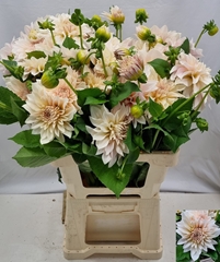Dahlia Café Au Lait 65cm