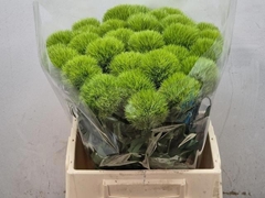 Dianthus Barb Green Trick 45cm