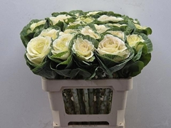 Brassica White Crane 60cm