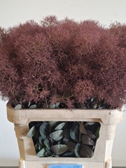 Cotinus Coggygria Magical Torch 80cm