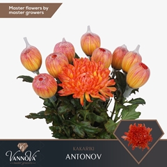 Chrysanth Single Painted Antonov Kakariki 70cm 100gr.