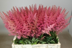 Astilbe Else Schluck 55cm