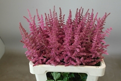 Astilbe Loud And Proud 60cm