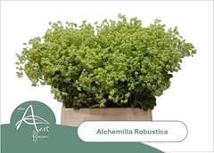 Alchemilla Mollis Robustica 45cm