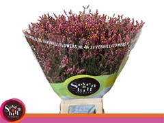 Limonium Sinense Scarlet Diamond 85cm 45gr.