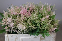 Astilbe Europa 50cm