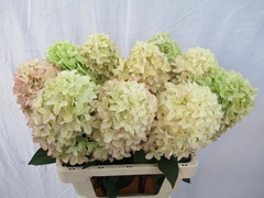 Hydrangea Candle 60cm 15-17cm Hd
