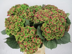 Hydrangea Amathyst Classic 60cm 18-20cm Hd