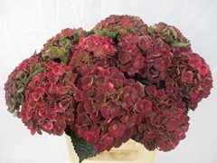 Hydrangea Charlotte Classic 40cm 14-16cm Hd