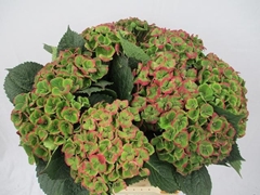 Hydrangea Amathyst Classic 40cm 15-17cm Hd