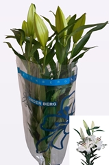 Lily Oriental Santander 55cm 1+