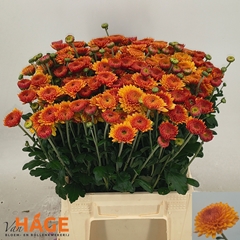 Chrysanth Spray Bella 45cm 50gr.