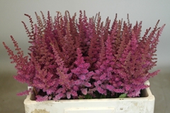 Astilbe Maggie Daley 55cm