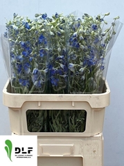 Delphinium Single Volkerfrieden 80cm