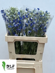 Delphinium Single Volkerfrieden 60cm