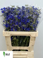 Delphinium Single Volkerfrieden 60cm
