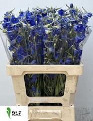 Delphinium Single Volkerfrieden 60cm