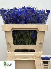 Delphinium Single Volkerfrieden 50cm