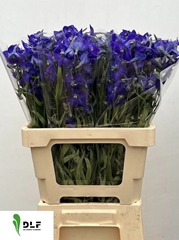 Delphinium Single Atlantis 60cm