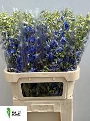 Delphinium Single Volkerfrieden 80cm