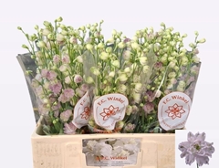 Delphinium Double Dewi Lady 60cm
