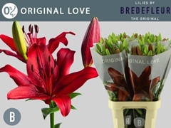 Lily La Original Love 90cm 3+