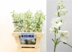 Delphinium Double Guardian White 60cm