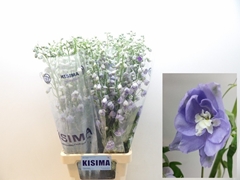 Delphinium Double Magic Fountains Lavender 90cm