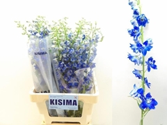 Delphinium Double Orbit Azure Blue 70cm